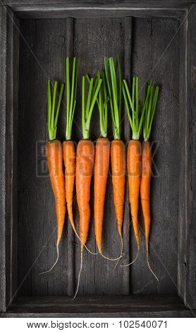 Fresh Young Carrots
