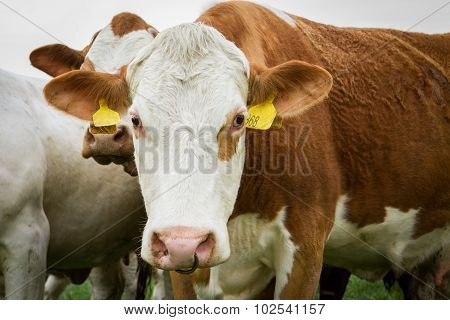 Brown and white dairy cows in pasture Czech Republic