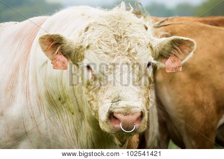 White Bull In Pasture