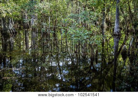 Cypress Trees Swamp