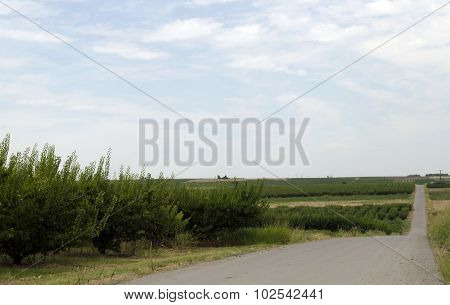 Field In (nea Pella)