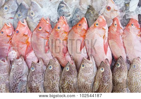 Assorted fresh seafood