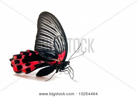 Borboleta isolada