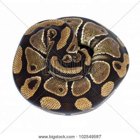 Ball Python (python Regius), In Studio Against A White Background 1