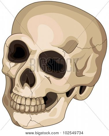 Illustration of Halloween skull 