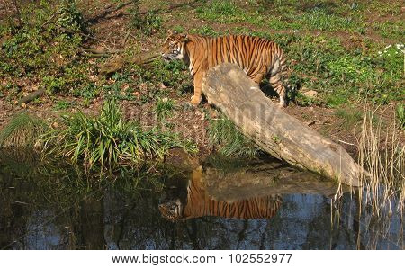 Tiger reflecting in the water