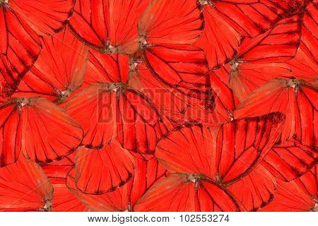 Orange Albatross Butterfly (appias Nero)