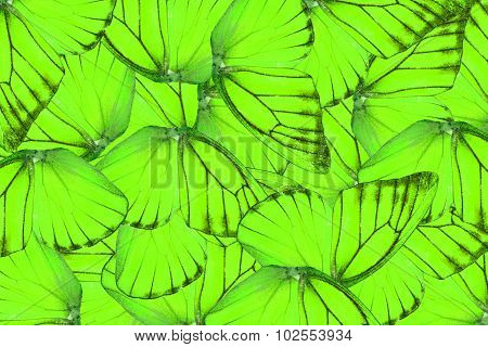Orange Albatross Butterfly (appias Nero)