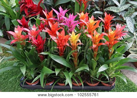 Guzmania Lingulata