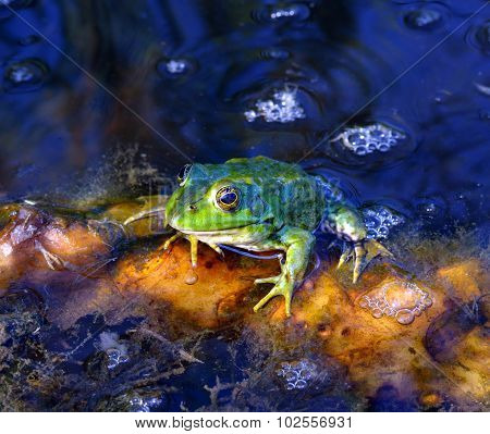 Green Frog On Green Leaves On The Lake