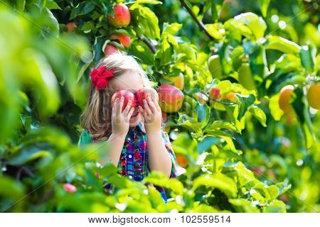 Little Girl Picking Apples From Tree In A Fruit Orchard