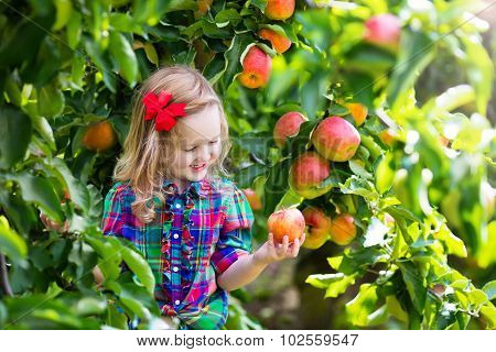 Little Girl Picking Apples From Tree In A Fruit Orchard