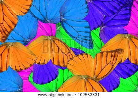 Orange Albatross Butterfly (appias Nero)