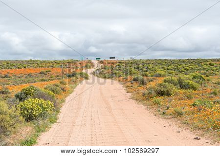 Patches Of Orange Wild Flowers