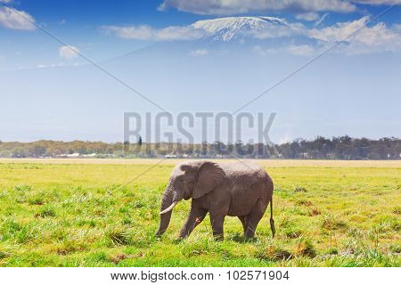 Elephant In Amboseli