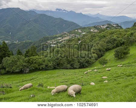 Sheeps And Grasses Field At Chingjing, Taiwan