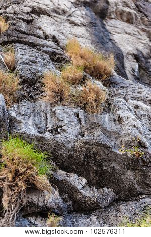 Rockface With Bushes