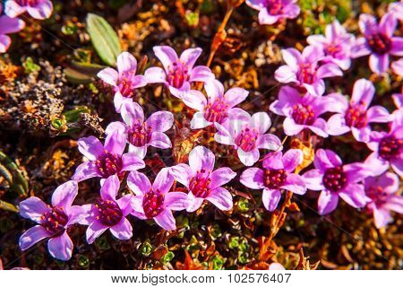 Purple Saxifrage Blossoming