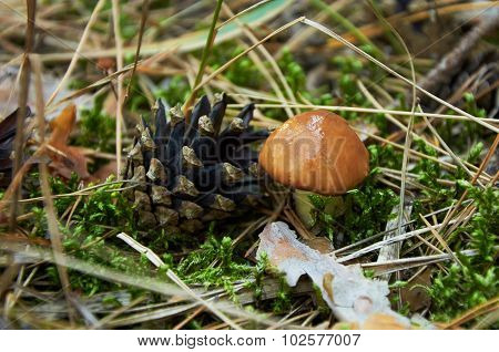 Small Suillus Luteus Mushroom
