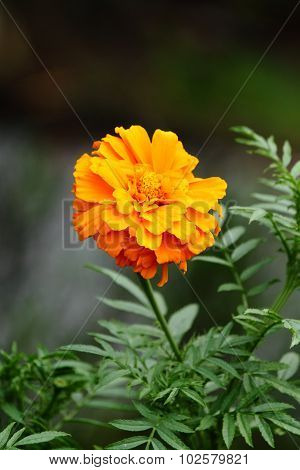 Close up Marigold flower