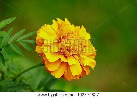Marigold and blurry backgrond