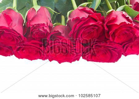 Border of red roses