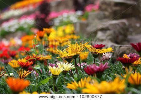 Gazanias