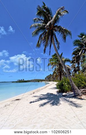 Isla Contoy   Sand   In Mexico Froath   Sunny Day