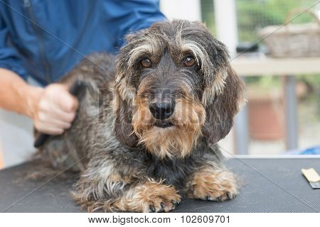 Trimming The Cute Dachshund