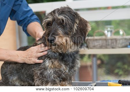 The Trimming Of The Dachshund