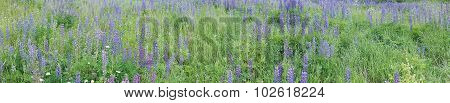 Summer field panorama garden.