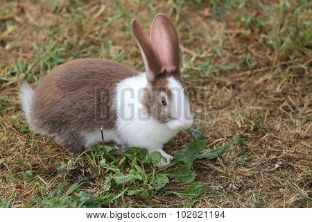 Big Rabbit With Very Long Ears