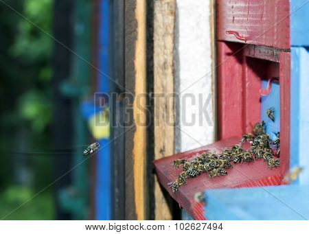 Working Bee