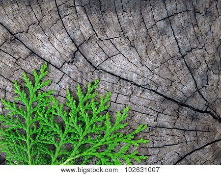 Pine on old wood
