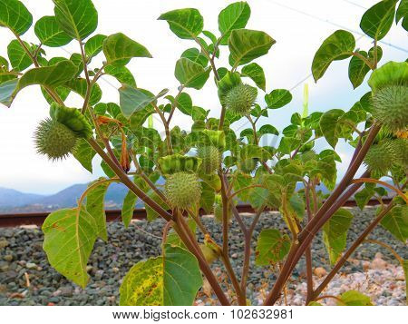 Datura Plant With Seedpods
