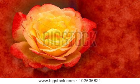 rose