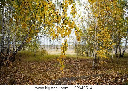 autumn landscape