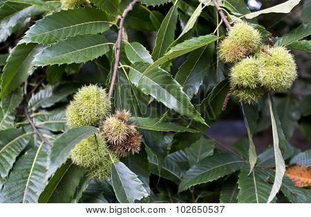 Green Chestnut Cupule