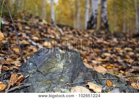 autumn landscape