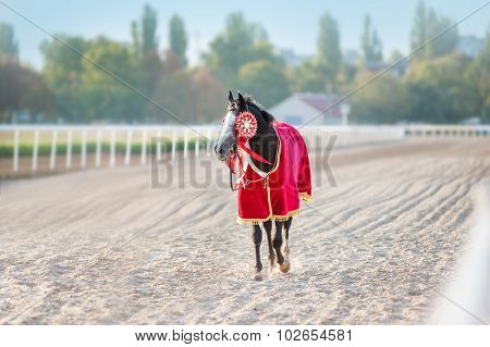 Sport Thoroughbred horse winner walks on a treadmill at the racetrack.