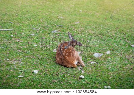 Small wild baby deer sleeping on the grass, curled bagel.