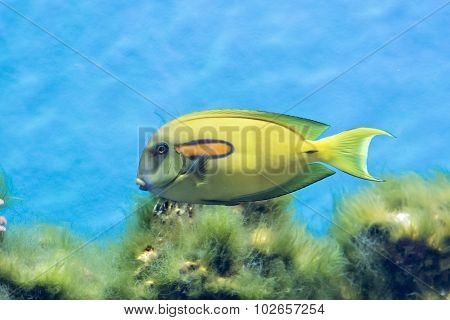 Tropical Fish