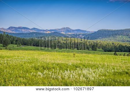 Field Strewn With Wildflowers