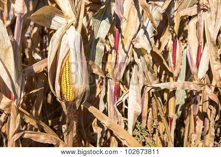 Drooping Ear Of Autumn Corn