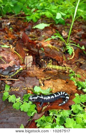 Salamandr mramorovaný (Ambystoma opacum)