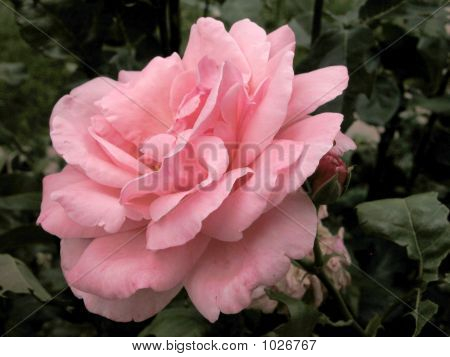 Ogrody botaniczne Niagara 