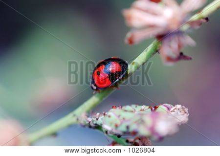 Coccinella camminando sul gambo della pianta Compositae