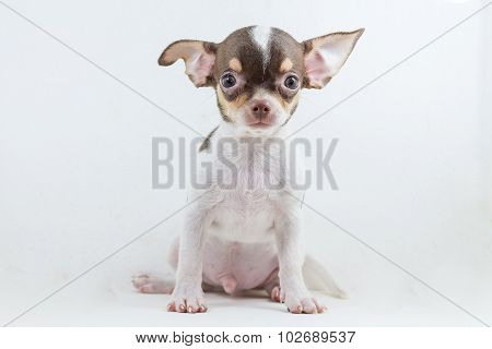 Cute Short Hair Chihuahua