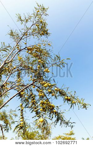 Indian Gooseberry tree flooded with fruits on a blue sky background