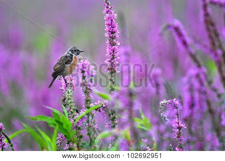 Common Stonechat Standing On A Purple Flower